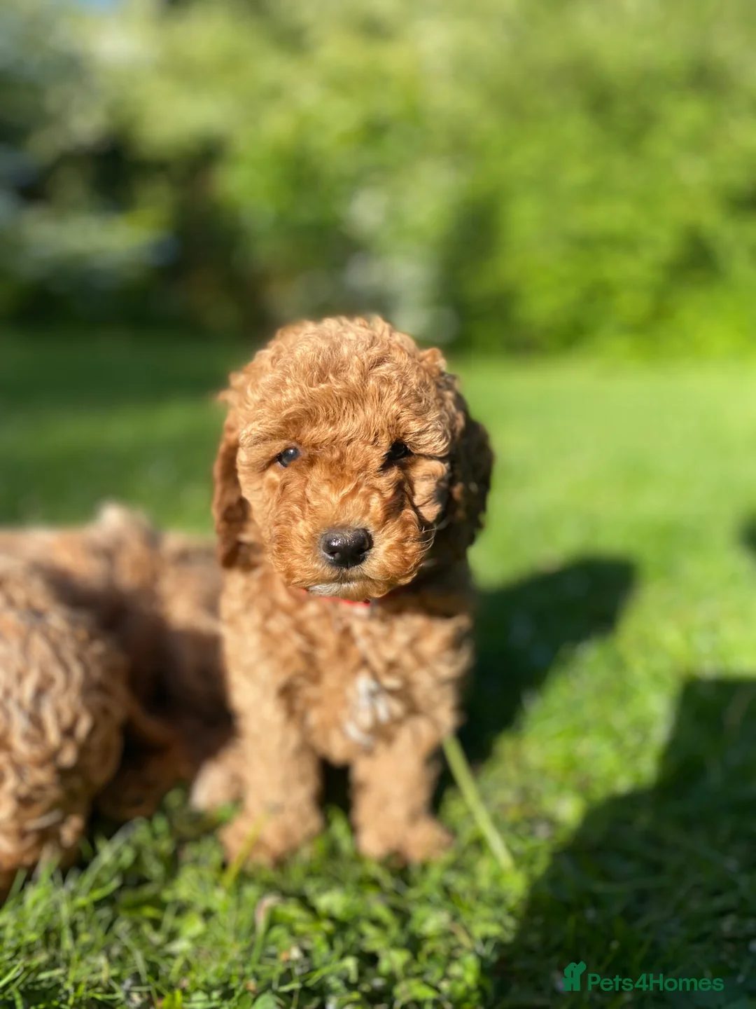 Cockapoo dogs for sale: Miniature Cockapoos Raised in Family Home  in Carnforth - Advert 2