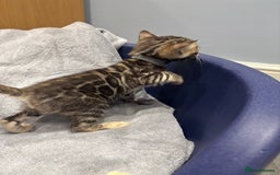 Bengal cats for sale: Amazing brown rosetted Bengal girl kittens - Image 11