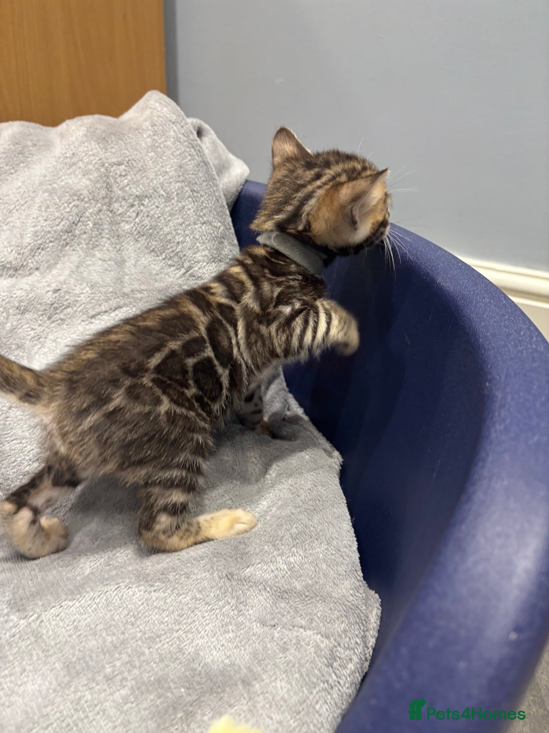 Bengal cats for sale: Amazing brown rosetted Bengal girl kittens - Image 11