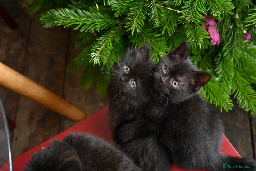 British Shorthair cats for sale: British Shorthair x Persian Kittens Available Now! - Advert 4