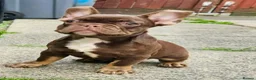 French Bulldog dogs for sale: 4 rojo male frenchie puppys - Advert 10