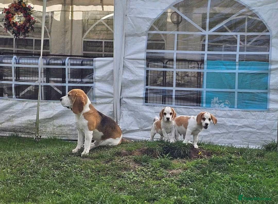 Beagle dogs One Gorgeous Tan & White KC Reg Beagle-Ready Now - Advert 2