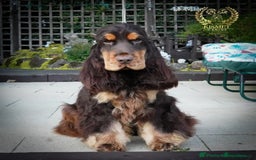 Cocker Spaniel dogs for sale: True To Type Show Cocker Spaniels - Advert 3