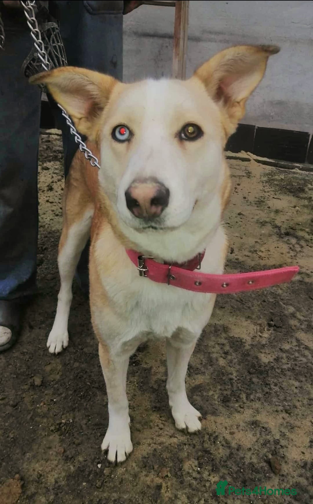 Mixed Breed dogs for adoption: 💖🐶 GLORIA 🐶💖 - Advert 6