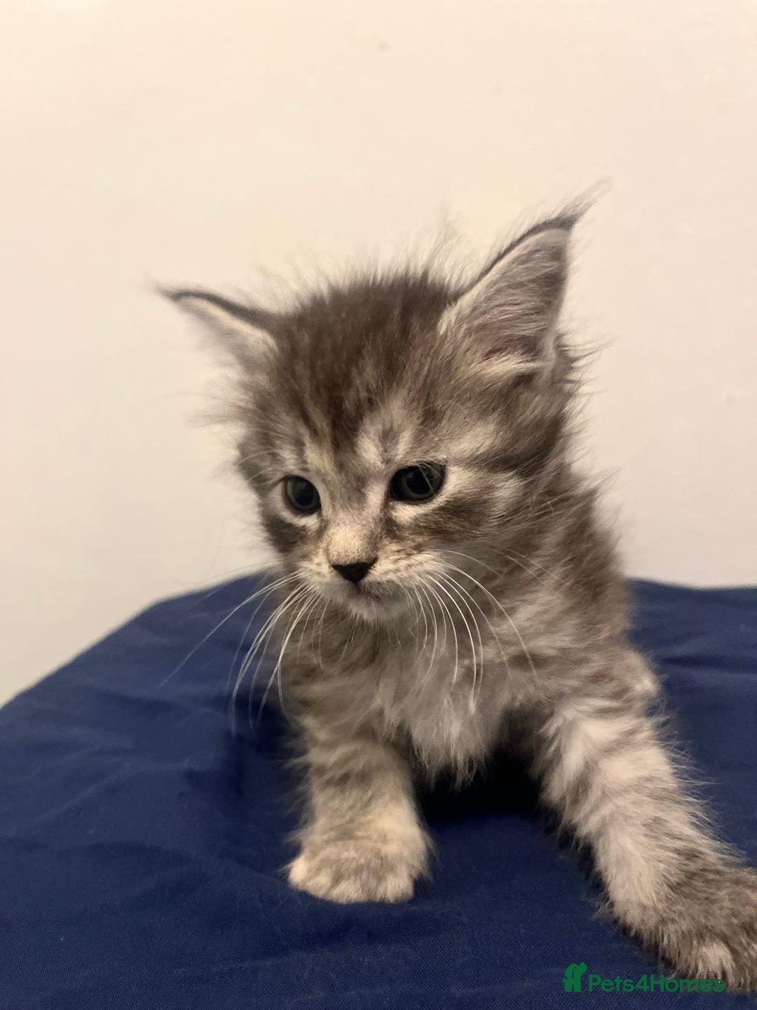 Maine Coon cats for sale: Beautiful Maine Coon Kittens  - Advert 5