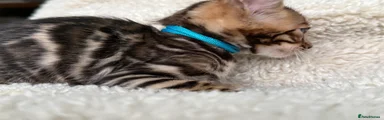 Bengal 2