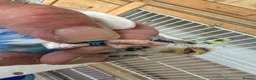 Budgerigars birds for sale: Budgies for sale  in Spalding - Advert 14
