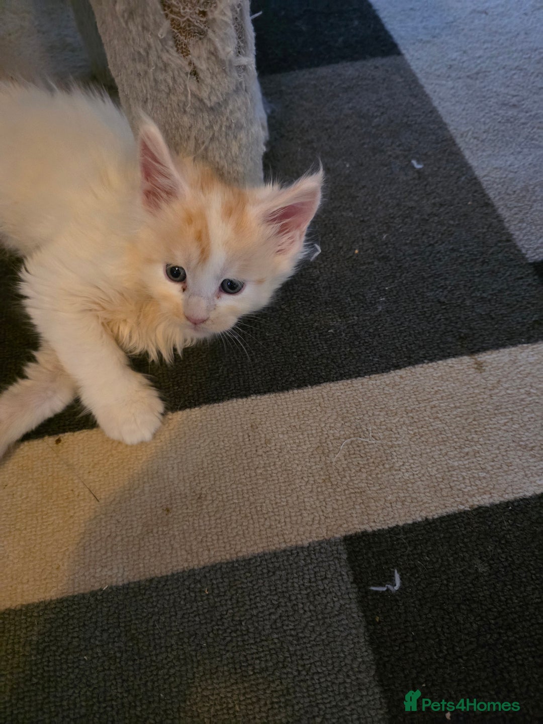 Maine Coon cats for sale: STUNNING MAINE COON KITTENS  - Image 3