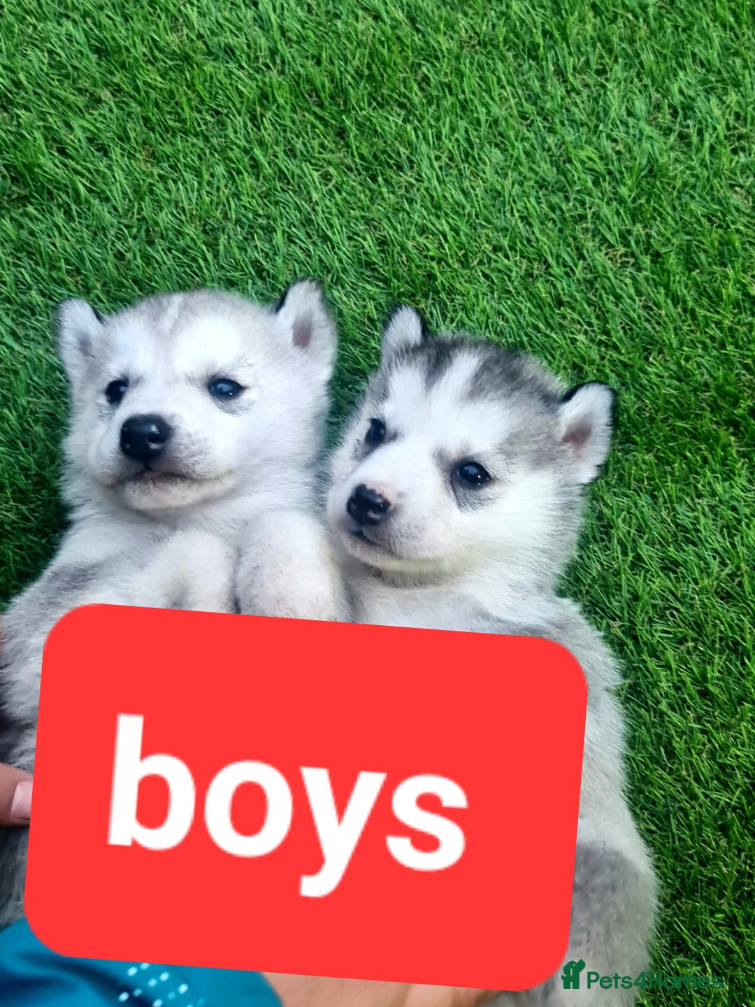 Siberian Husky dogs for sale: 6 siberian husky  - Advert 21