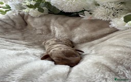 Miniature Dachshund dogs for sale: ⭐️Beautiful litter Of Rainbow Dachshund Puppies⭐️ - Image 28