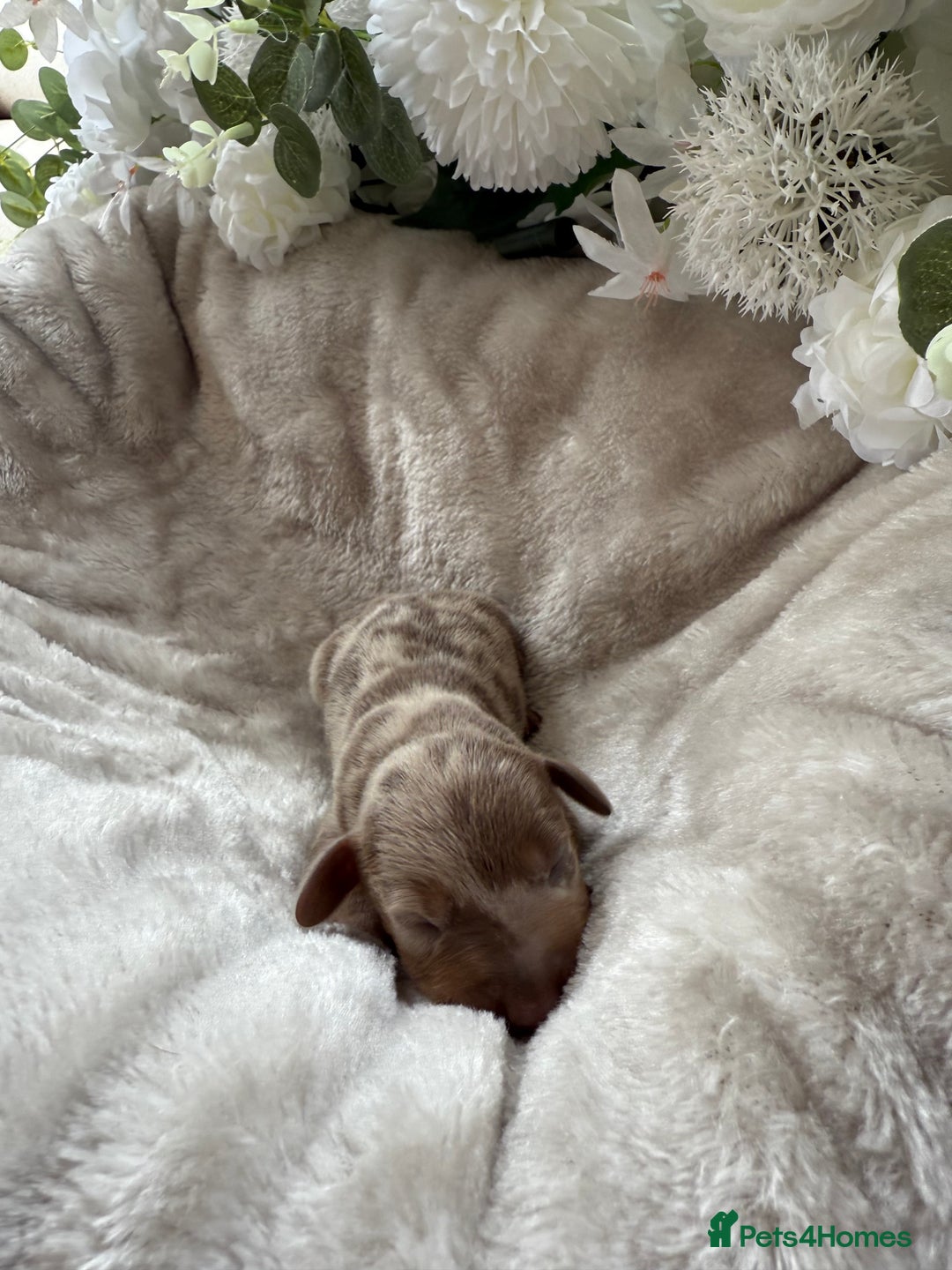 Miniature Dachshund dogs for sale: ⭐️Beautiful litter Of Rainbow Dachshund Puppies⭐️ - Image 28