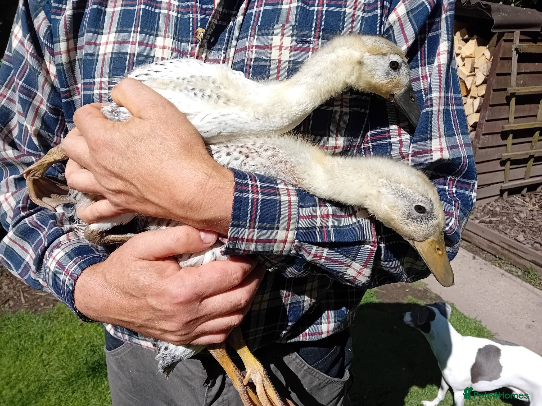 Ducks poultry for sale: 2x Pure Silver Indian Runner duck breeding pairs - Advert 2