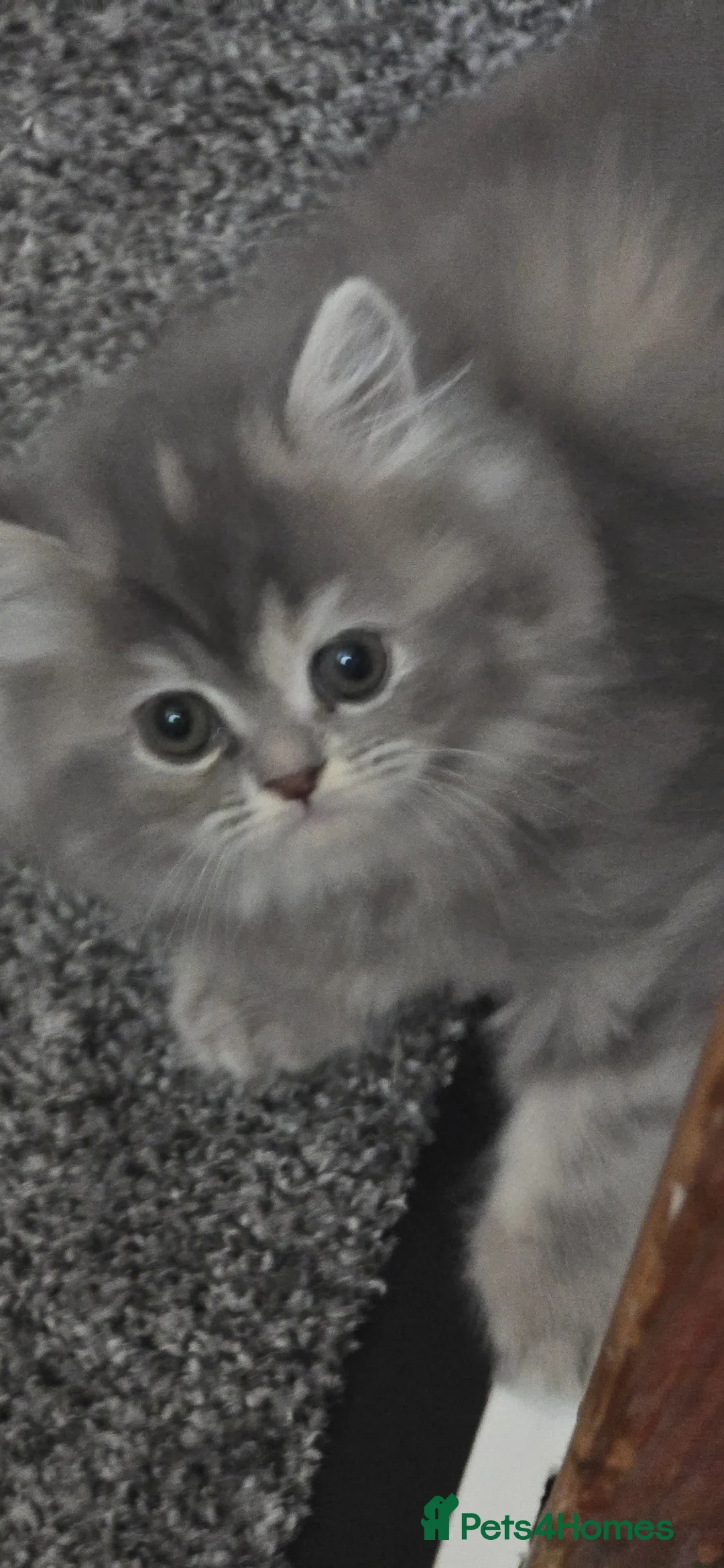 Persian cats for sale: 🐱Persian kittens 🐱🐈 - Advert 15