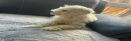 Toy Poodle dogs for sale: Female Toy Poodle Lola in Milton Keynes - Advert 2