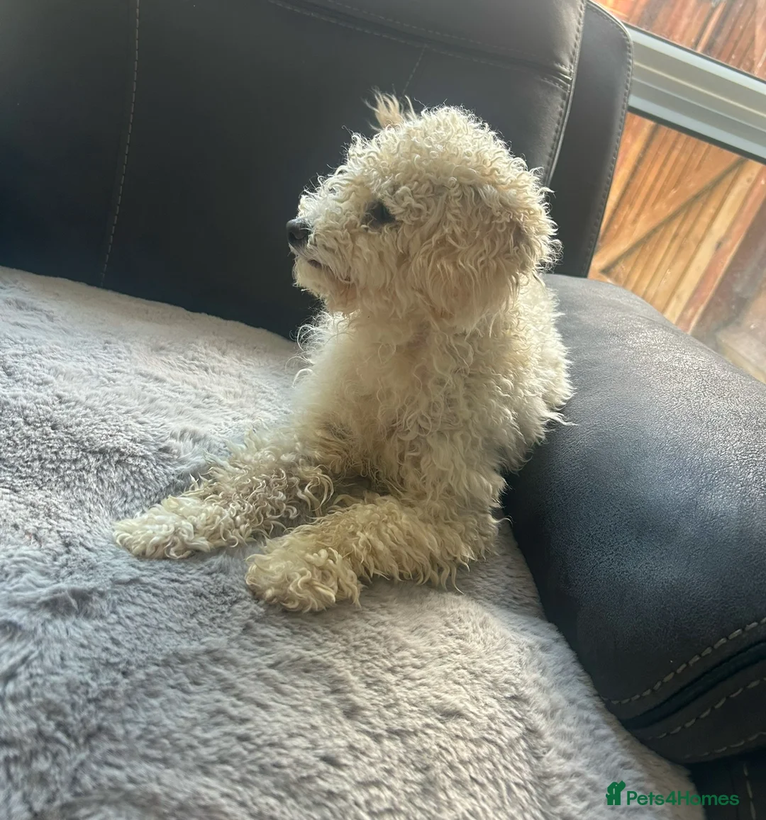 Toy Poodle dogs for sale: Female Toy Poodle Lola in Milton Keynes - Advert 2