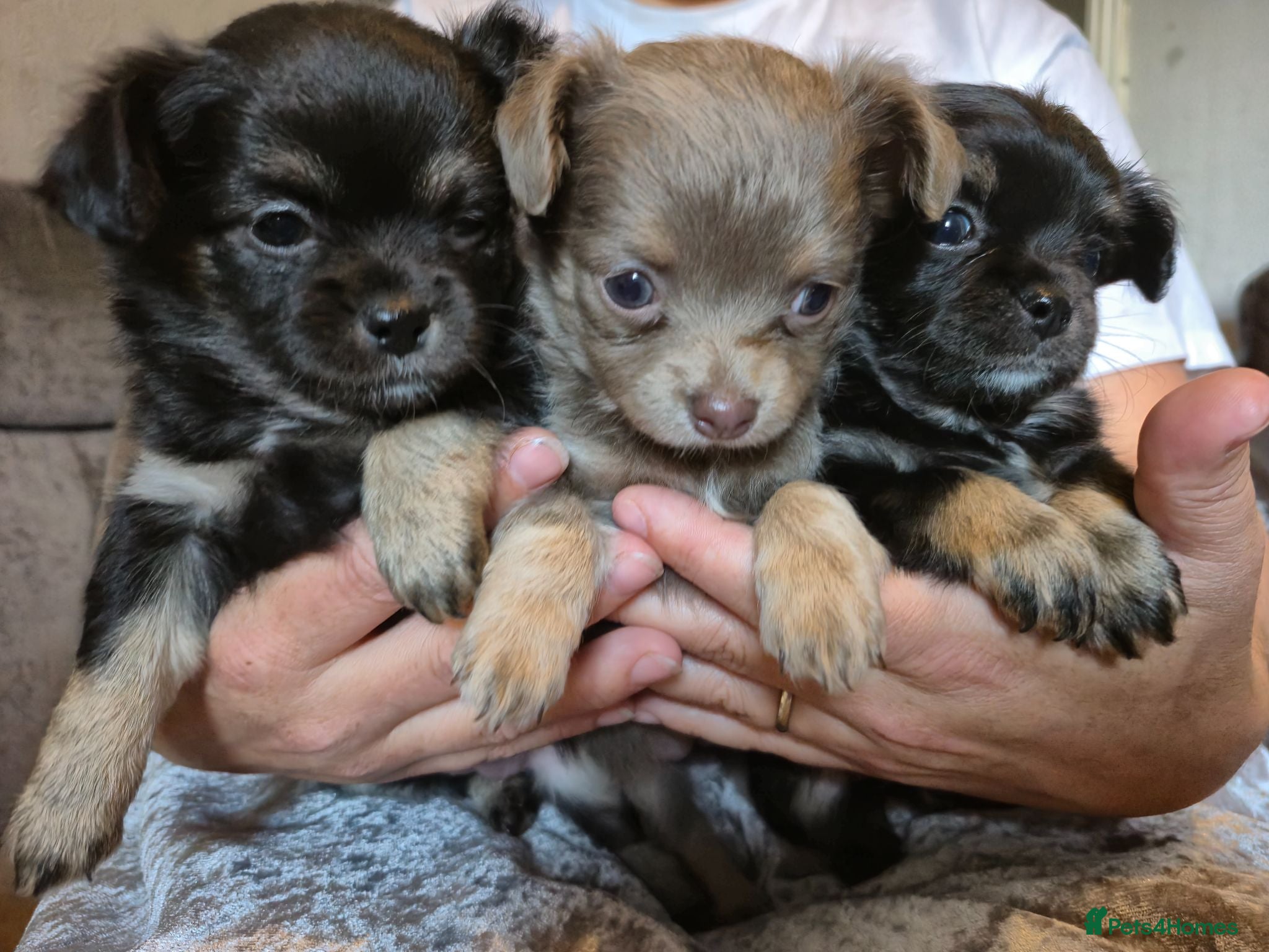 Chihuahua dogs 3 Beautiful KC Reg Chihuahua puppies - Advert 7