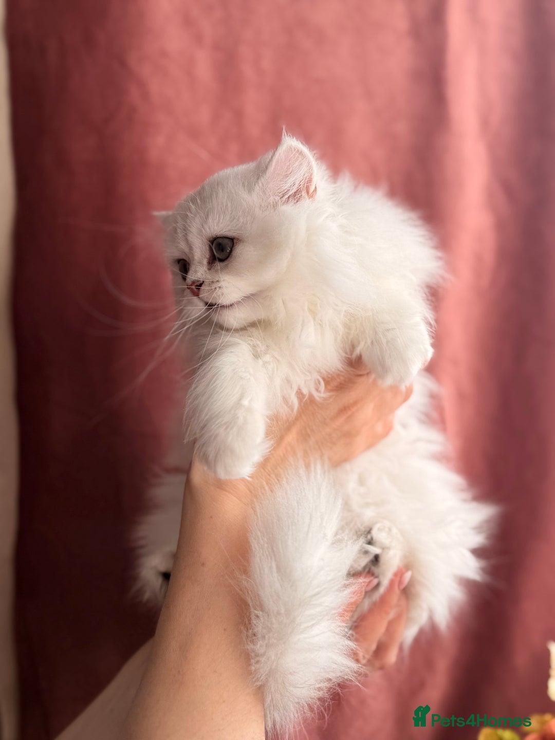 British Shorthair cats for sale: Two stunning sisters READY NOW - Image 8