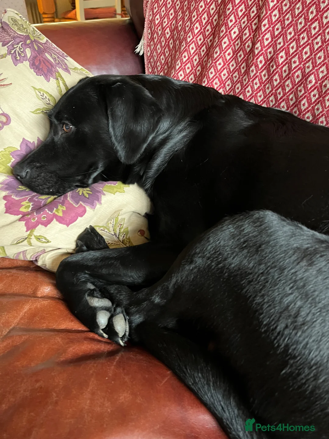 Labrador Retriever dogs for sale: Labrador puppies. Working lines - Advert 1