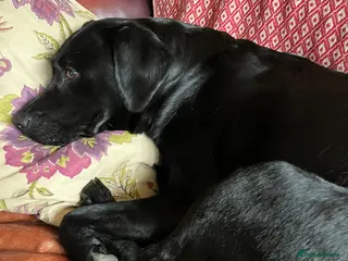 Labrador Retriever dogs Labrador puppies. Working lines - Advert 2