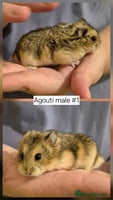 Hamster rodents Stunning Pedigree campbell dwarf hamster - Advert 4