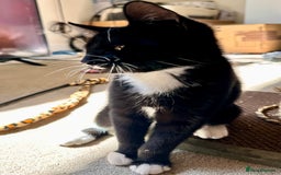 Mixed Breed cats for sale: Amiable bengal&tabby mix kittens: price reduced - Image 5