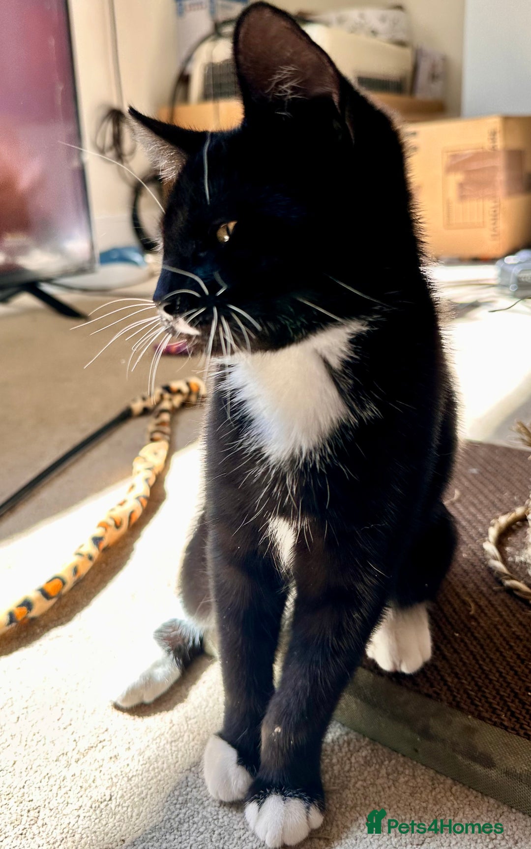 Mixed Breed cats for sale: Amiable bengal&tabby mix kittens: price reduced - Image 5