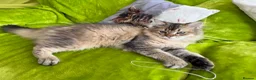 British Longhair cats for sale: British Longhair Kittens only 2 left - Advert 5