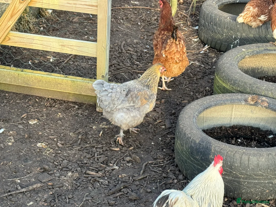 Chickens poultry for sale: Day old chicks 11/03/26 in Alton - Advert 6