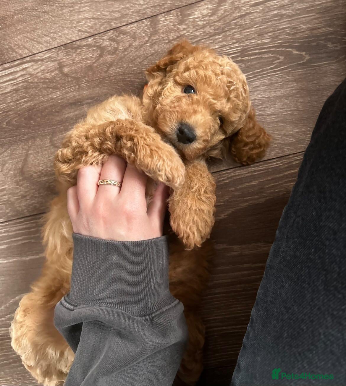 Miniature Poodle dogs Miniature poodle puppies - Advert 2