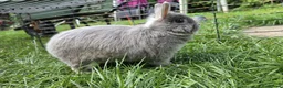 Netherland Dwarf rabbits for sale: Netherlands dwarf  - Advert 6