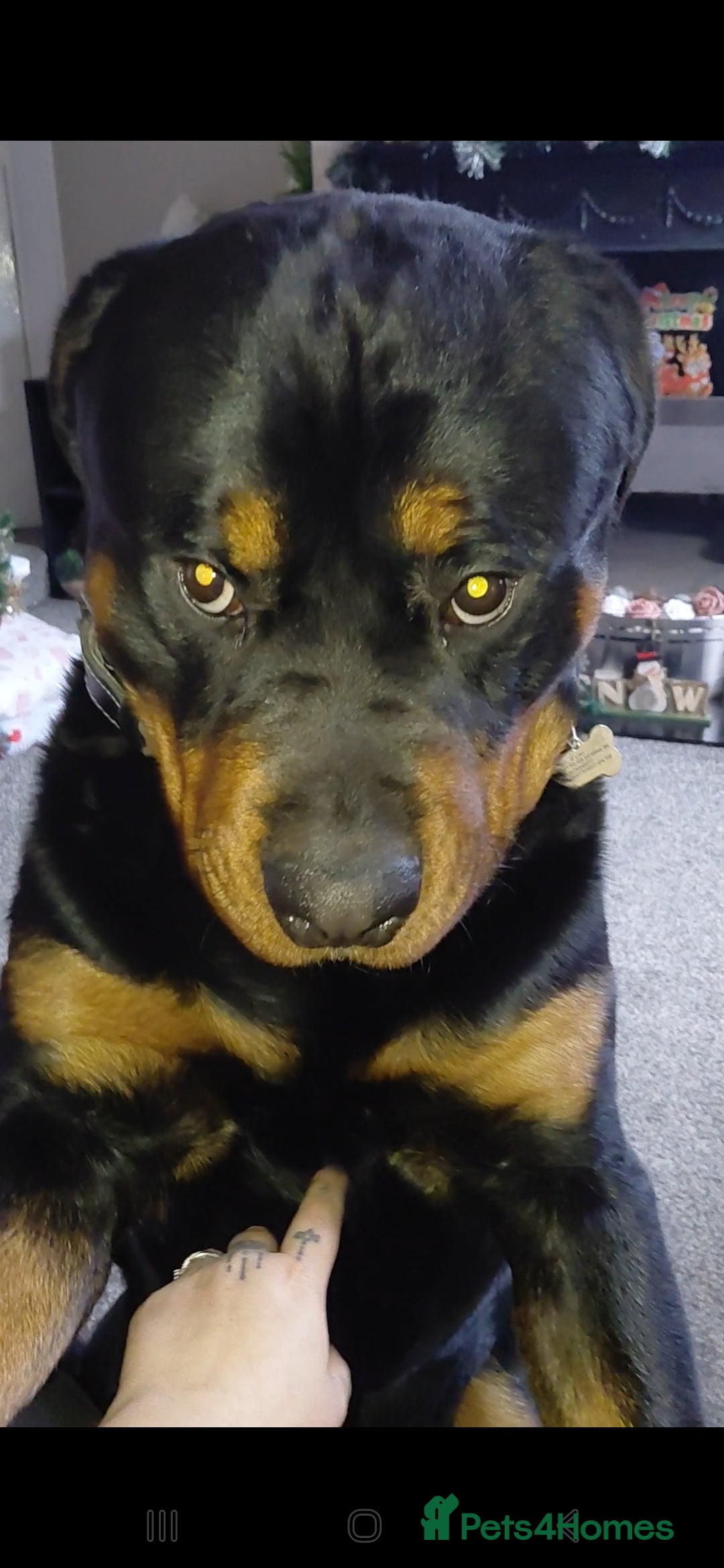 Rottweiler dogs for sale: Gorgeous boy 2 yr old rottweiler  - Advert 3