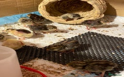 Quail poultry for sale: Chinese painted quails - Image 3