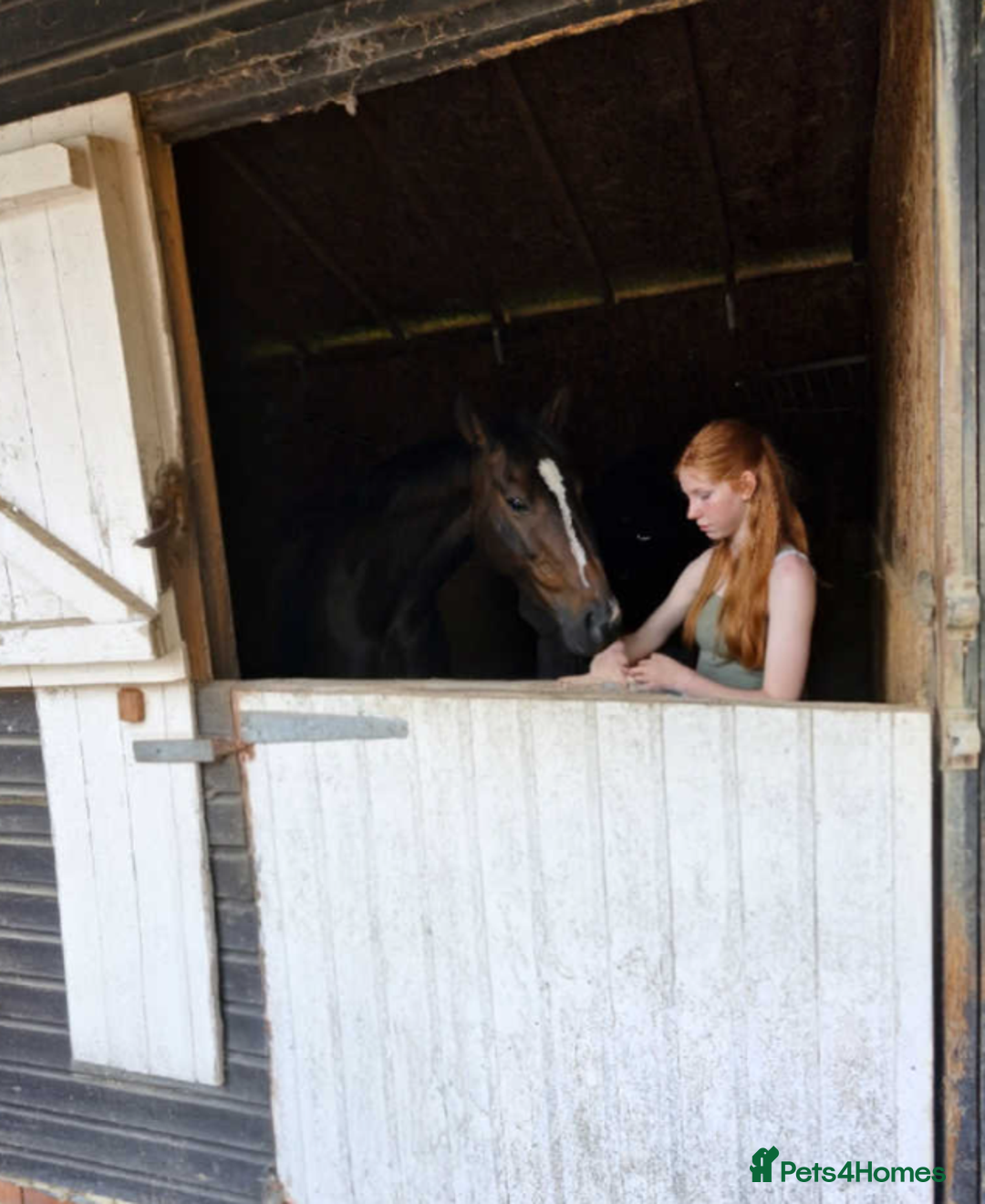 Irish Thoroughbred horses for sale: Crunchie-TB mare for sale with Galileo bloodlines - Image 6