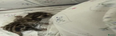 Bengal Kitten 2