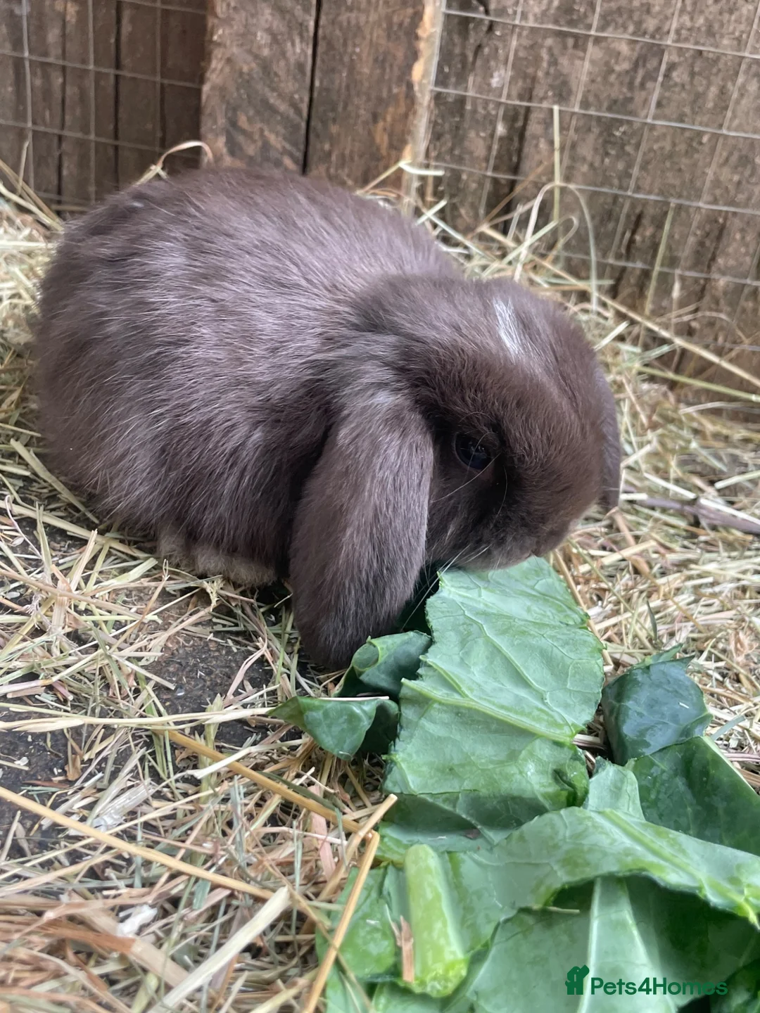 Mini Lop rabbits for sale: Beautiful mini lop babies  - Advert 20