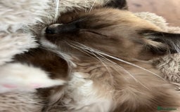 Ragdoll cats for sale: 3-Month-Old Kitten looking for new home - Image 5