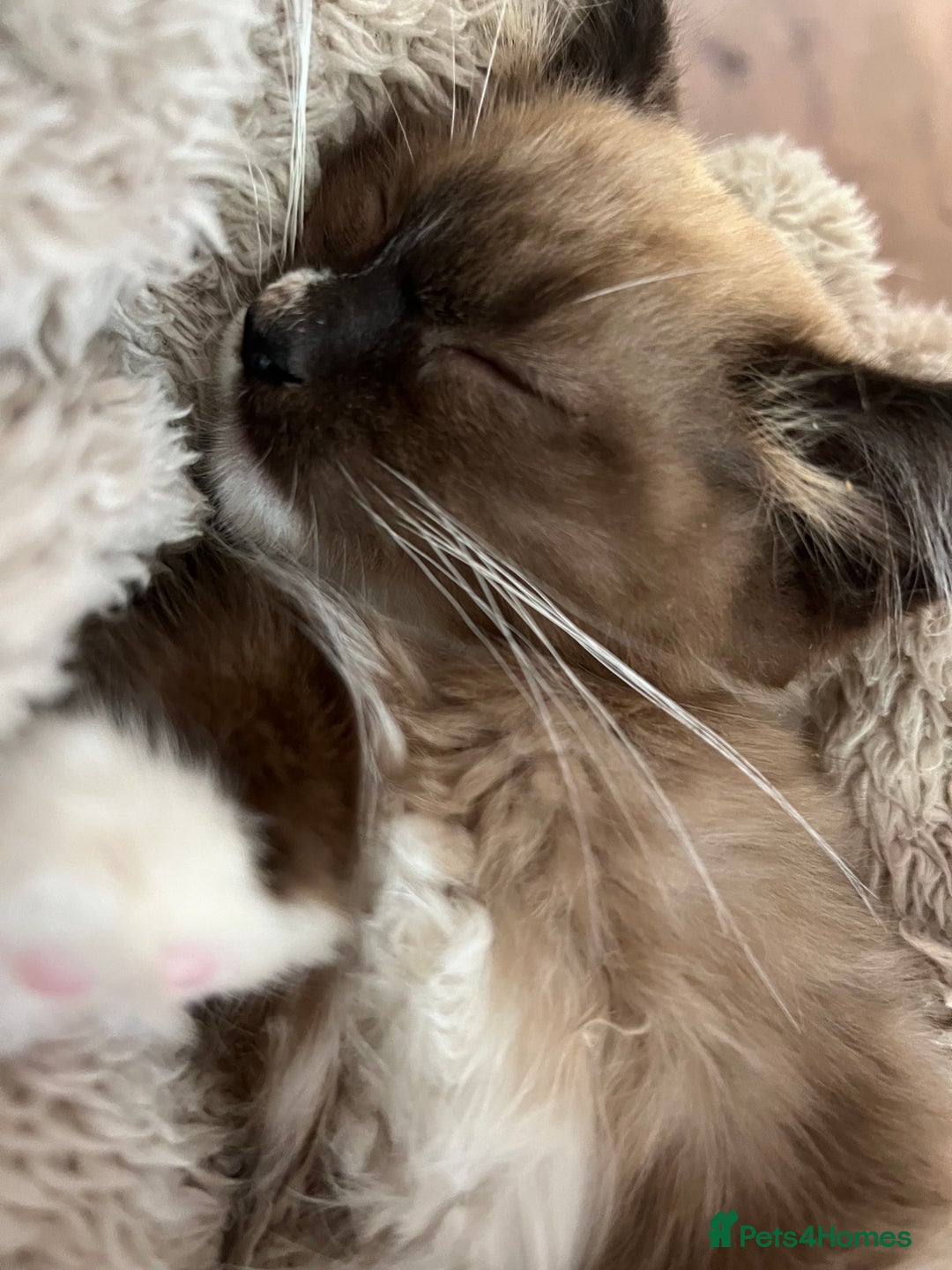 Ragdoll cats for sale: 3-Month-Old Kitten looking for new home - Image 5