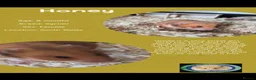 Hamster rodents for sale: Hamsters  - Advert 9
