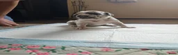 Mixed Breed dogs for sale: Cane Corso x Performance Mastiff   - Advert 19