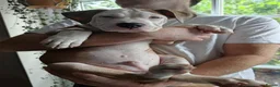 American Bulldog dogs for sale: Exceptional American Bulldog Puppies - Advert 6
