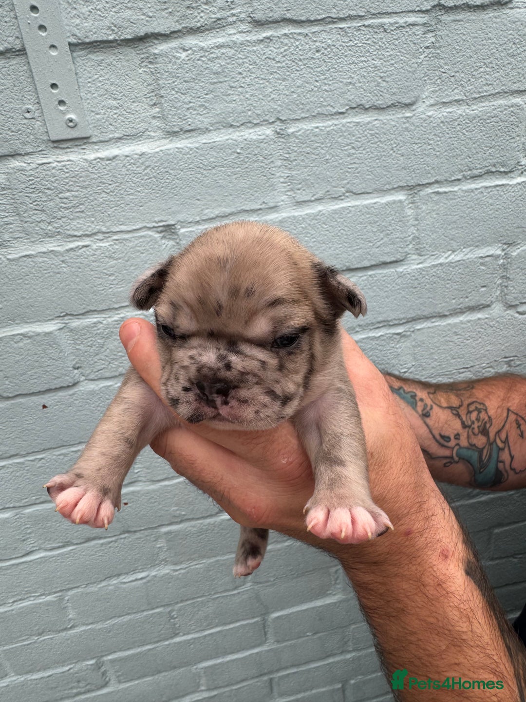 French Bulldog dogs for sale: Litter of mixed colour French bulldog puppies  - Advert 31