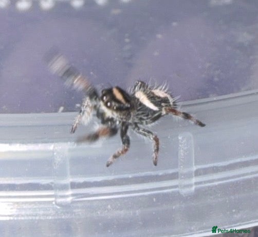 Spiders invertebrates 20+ Baby Jumping Spiders  - Advert 2