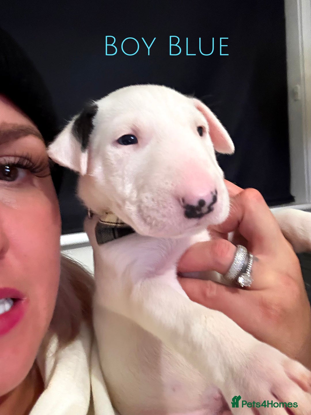English Bull Terrier dogs for sale: ⭐️Ready Now ⭐️KC Champion EBT Pups ⭐️ - Advert 31