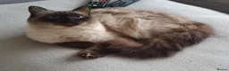 Ragdoll cats for sale: Ragdoll kittens - Advert 4