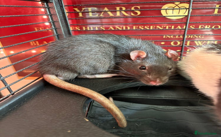 Rat rodents - Advert 1