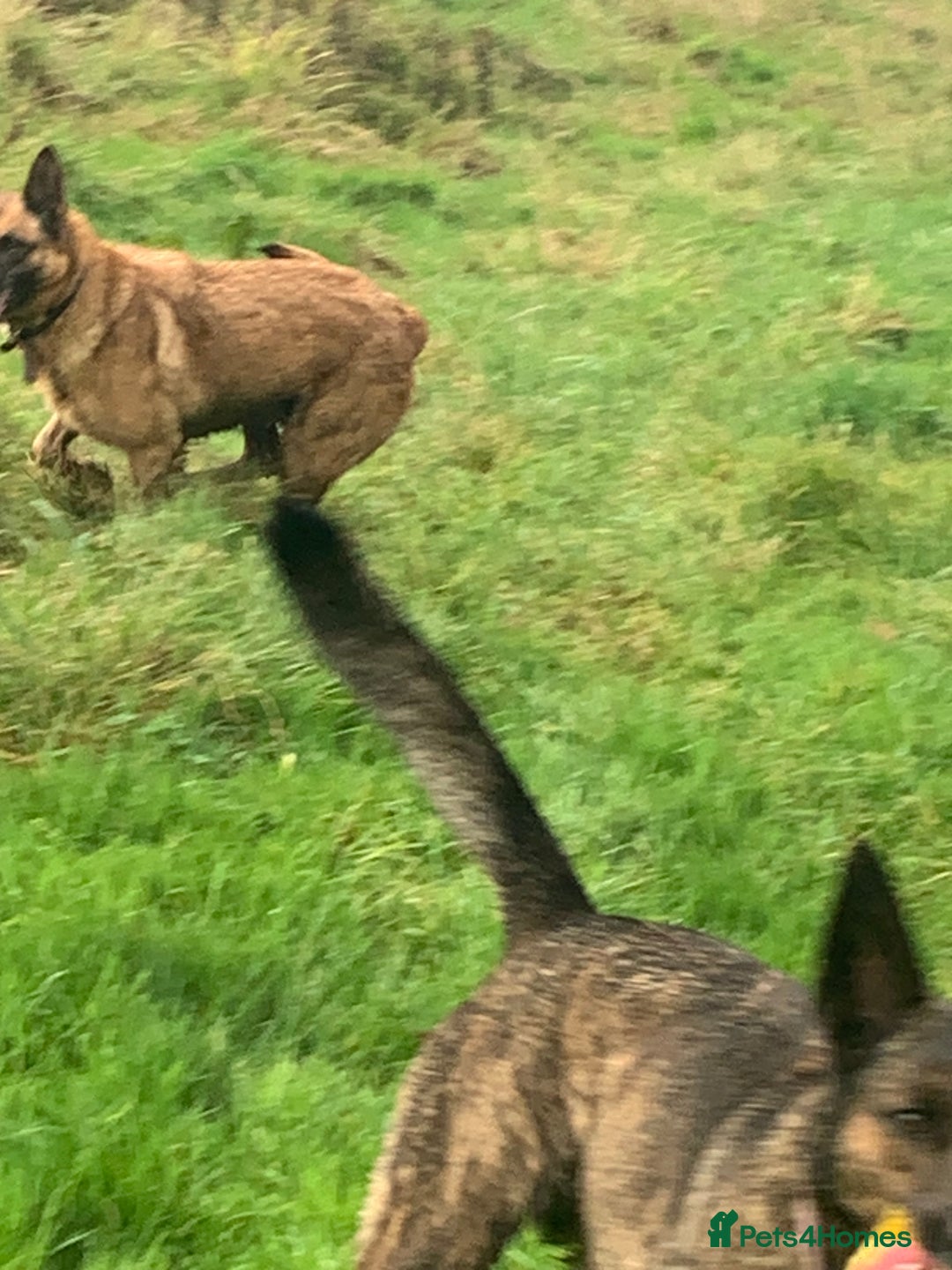 Belgian Shepherd Dog dogs for sale: Belgium Shepard girl needs new home - Image 11