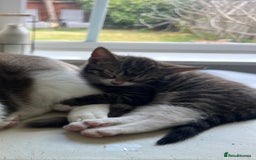 Mixed Breed cats for sale: Beautiful kitten looking for hime - Image 3