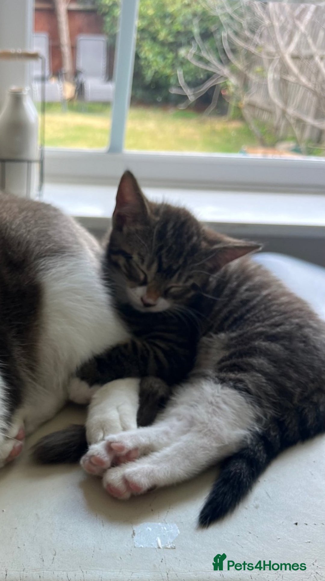 Mixed Breed cats for sale: Beautiful kitten looking for hime - Image 3