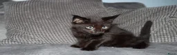 Maine Coon cats for sale: Gorgeous maine coon cross kittens - Advert 2