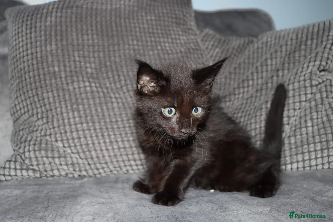 Maine Coon cats for sale: Gorgeous maine coon cross kittens - Advert 2